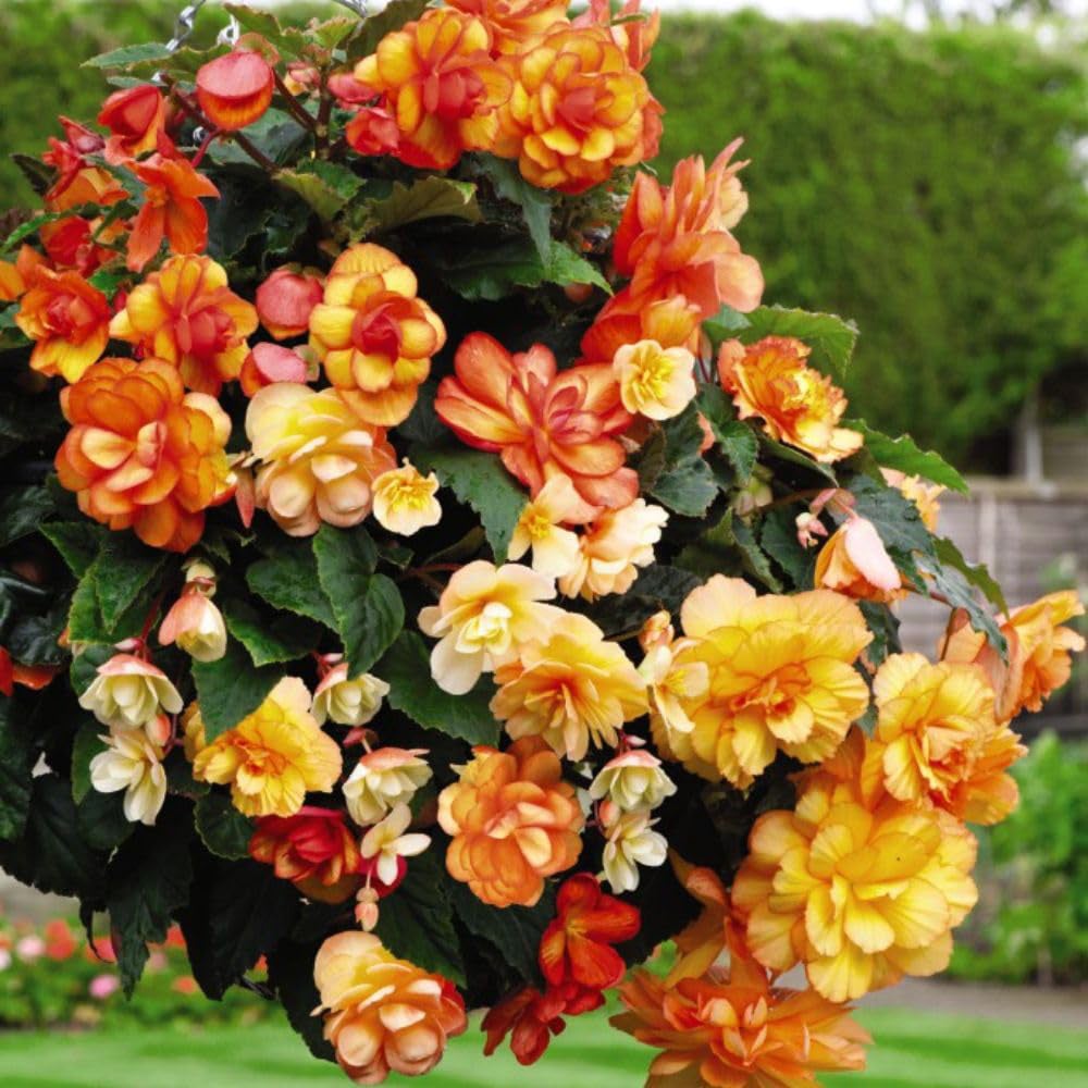 Thompson and Morgan Basket Collection Garden Ready Plant 60 Pack Image 5