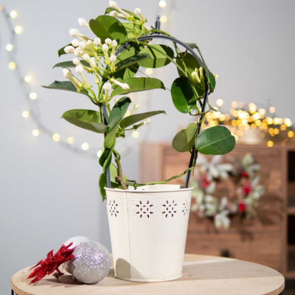 Thompson and Morgan Christmas Gift Stephanotis Floribunda Plant in Zinc Cachepot 12cm Image 1