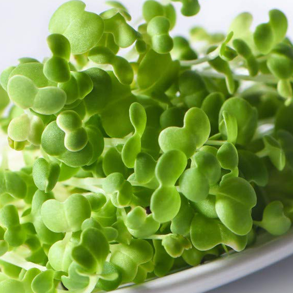 Thompson and Morgan Microgreens Mizuna CN Mizuna Seeds Image 1
