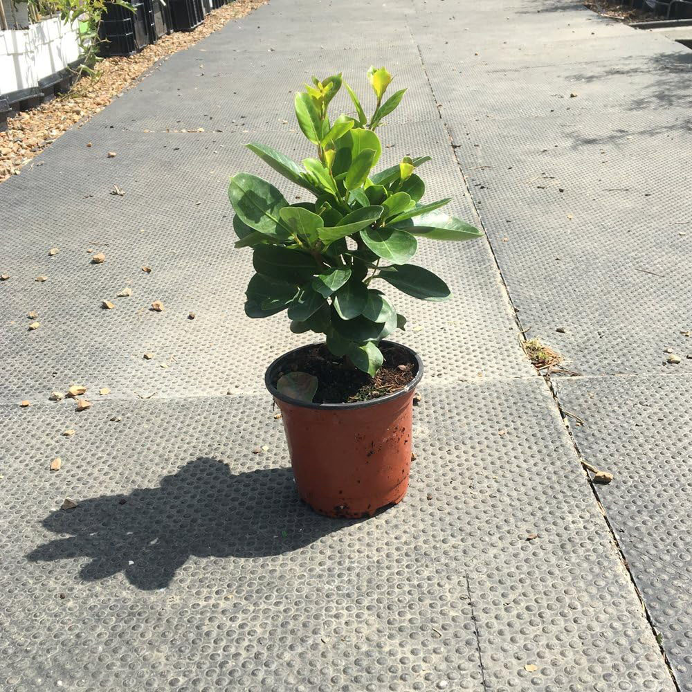 Thompson and Morgan Mandevilla White Plant Pot 10.5cm Image 2