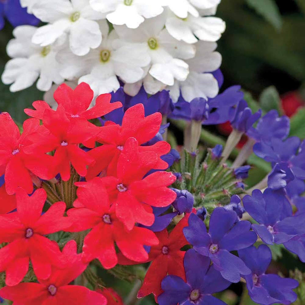 Thompson and Morgan Verbena Union Jack Garden Ready Plant 15 Pack Image 3