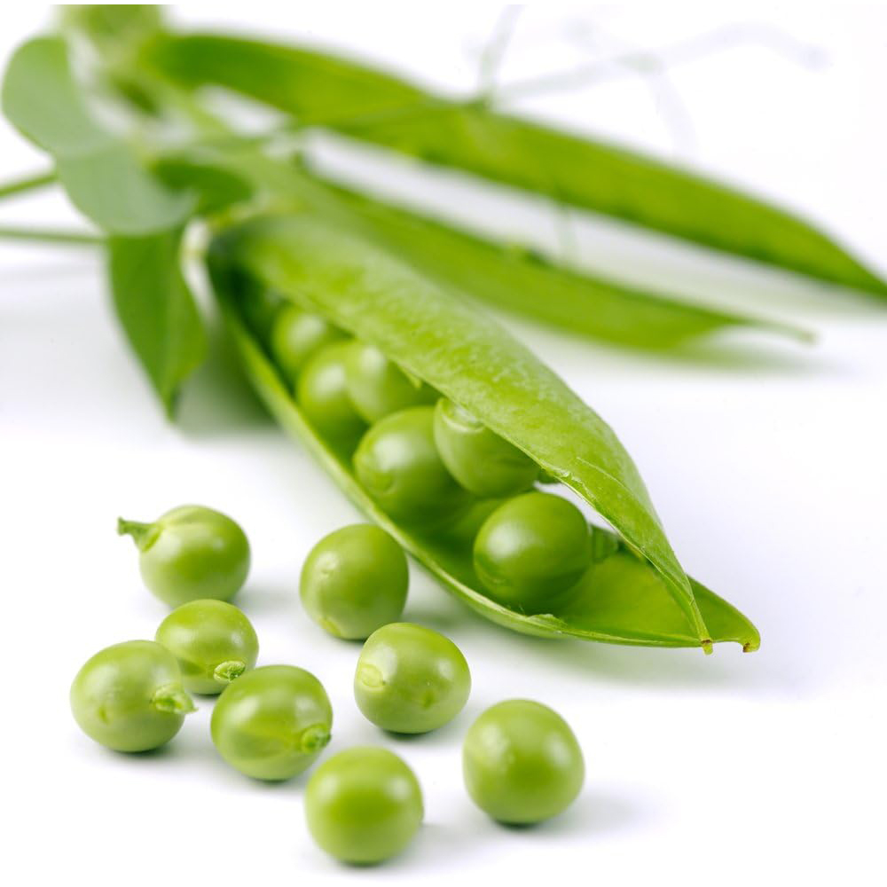 Thompson and Morgan Pea Hurst Green Shaft Seeds Image 3