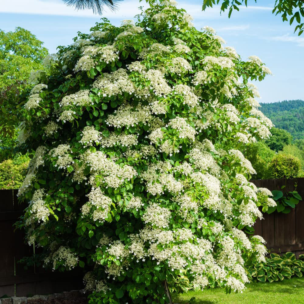 Thompson and Morgan Hydrangea Anomala Petiolaris Plant Pot 2L Image 2