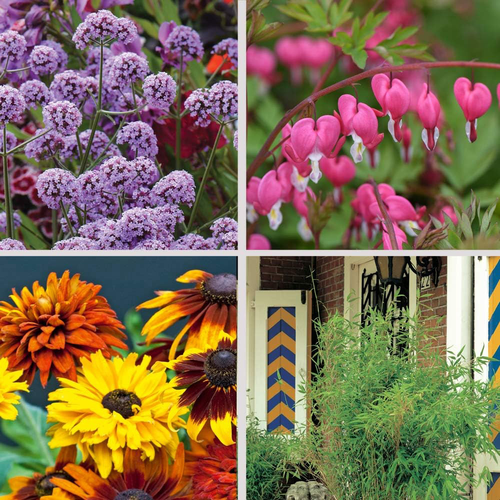 Thompson and Morgan Nurserymans Choice Perennial Plant Pot 1L 4 Pack Image 1