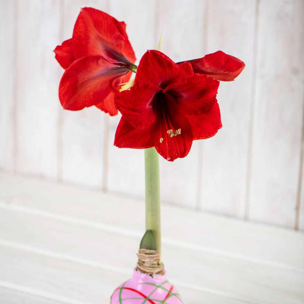 Thompson and Morgan Christmas Gift Amaryllis in Touch of Wax Art 2 Pack Image 3