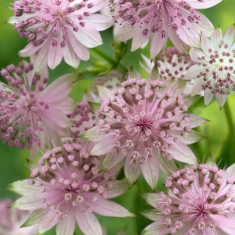 Thompson and Morgan Astrantia Buckland Plant Pot 9cm 3 Pack Image 2