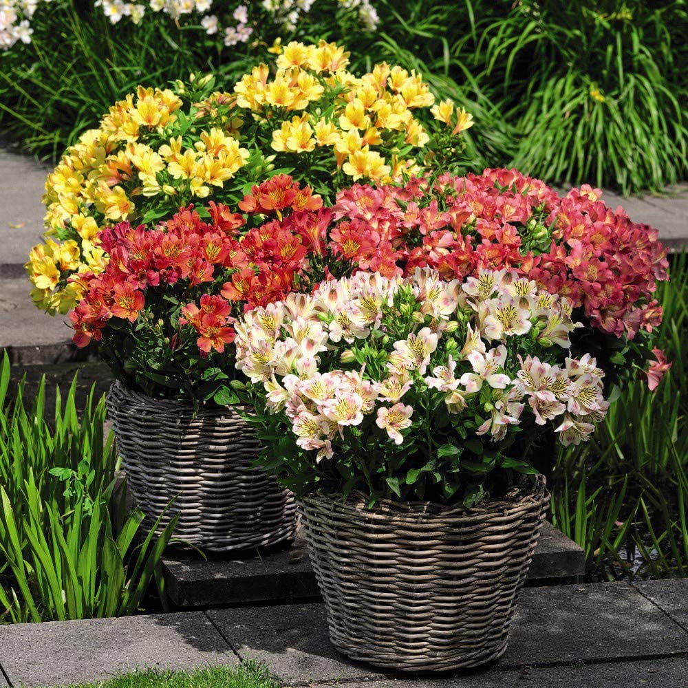 Thompson and Morgan Alstroemeria Valley Collection Jumbo Plugs 6 Pack Image 5