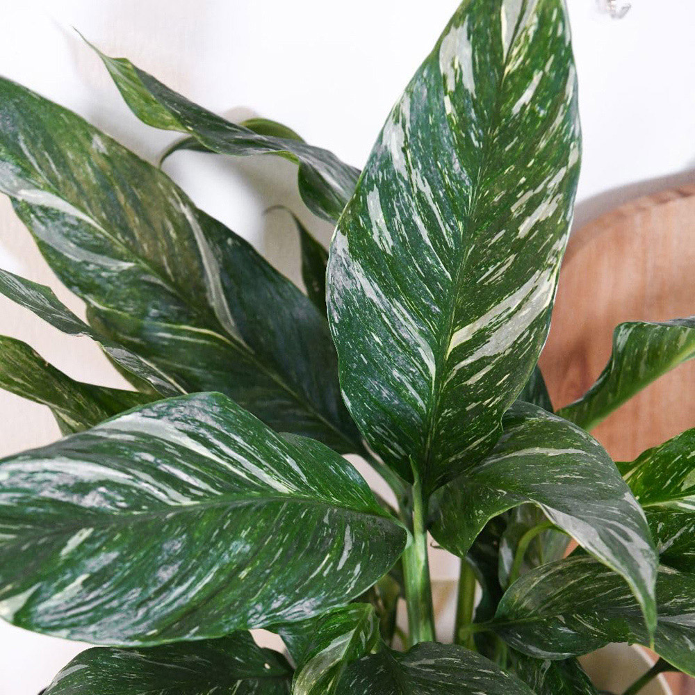 Thompson and Morgan Spathiphyllum Diamond Plant Pot 12cm Image 2