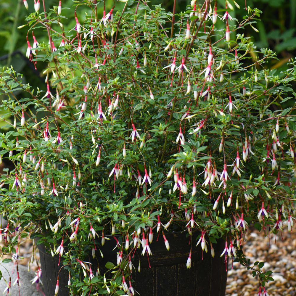 Thompson and Morgan Fuchsia Magellanica Arauco Plant Pot 2L Image 5