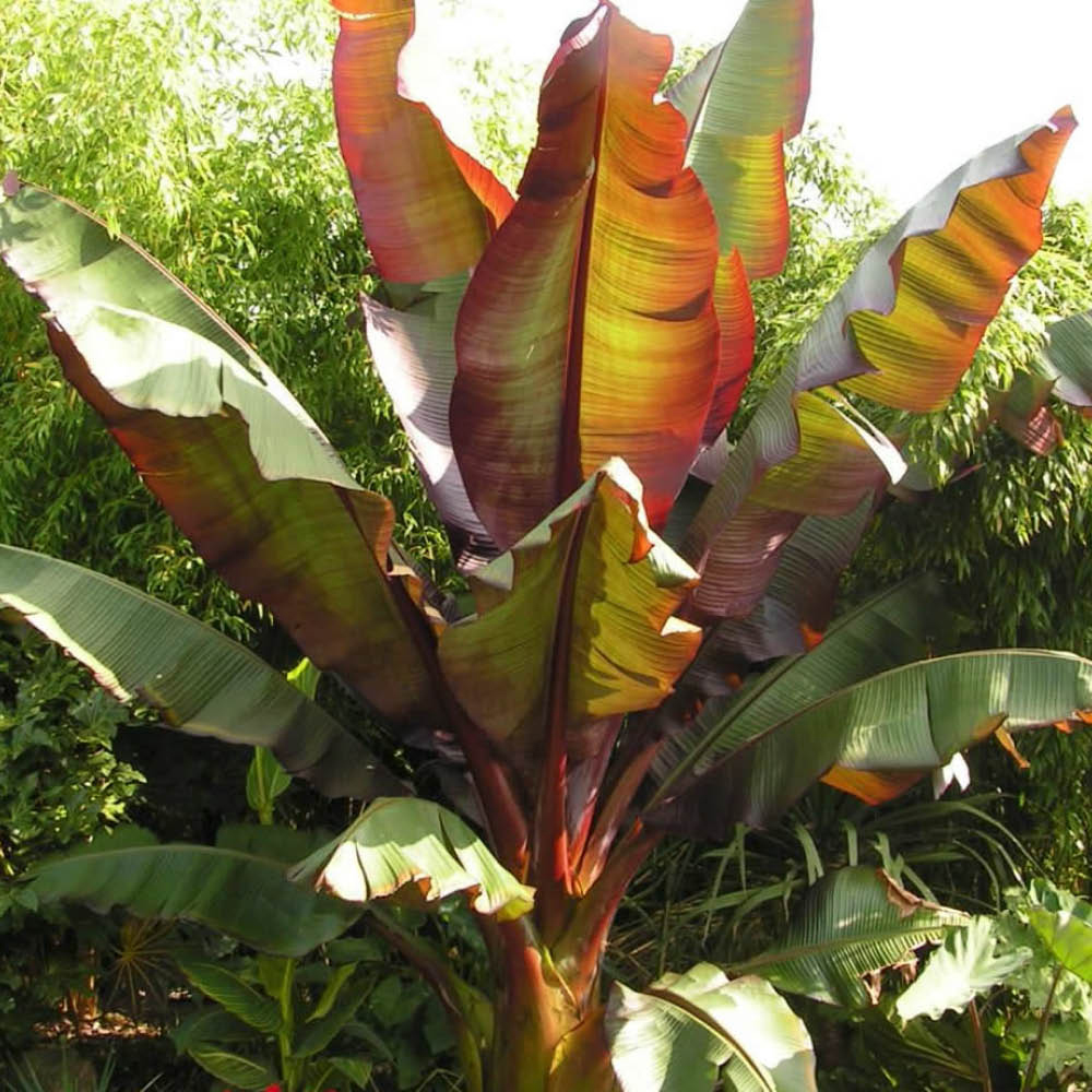 YouGarden Banana Plant Collection Plant Pot 9cm 3 Pack Image 3