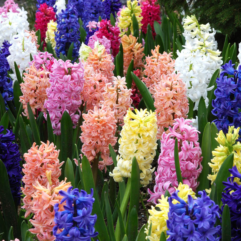 YouGarden Mixed Garden Hyacinth Planting Bulb 24 Pack Image 2