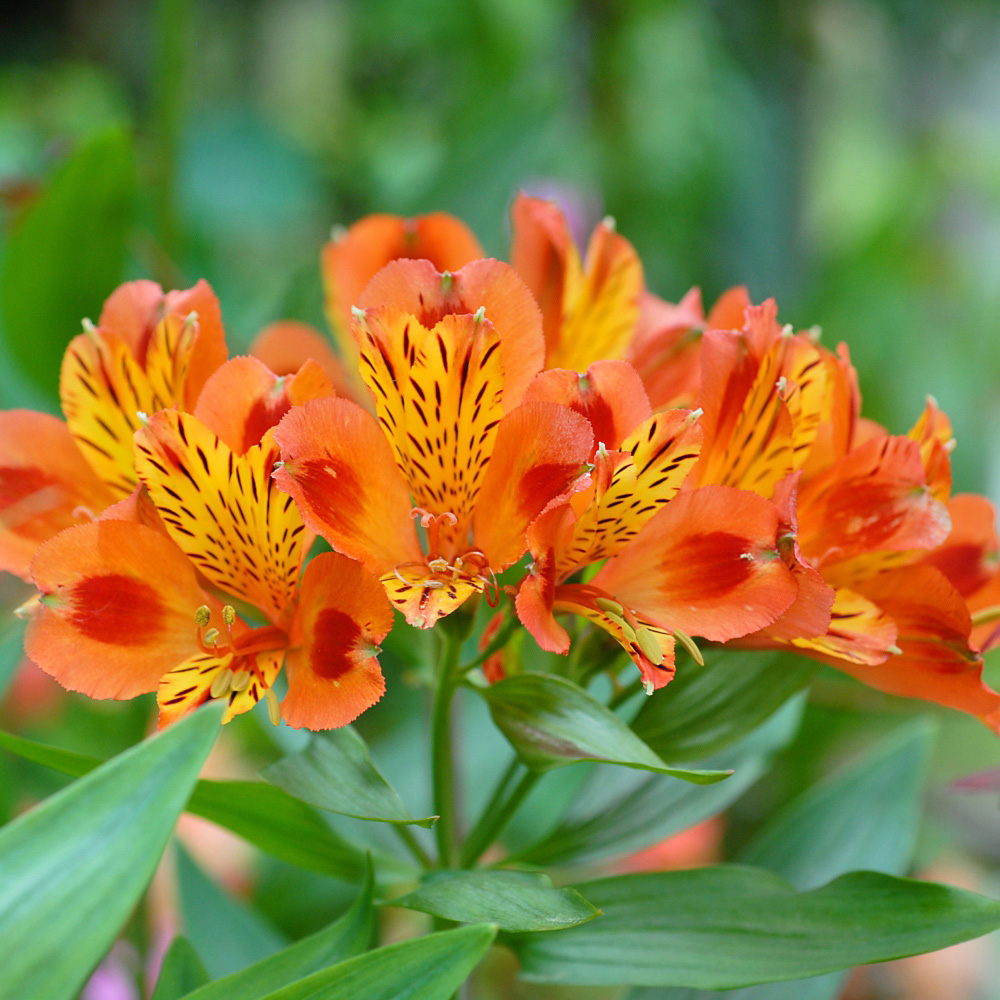 Thompson and Morgan Alstroemeria Indian Summer Jumbo Plug 3 Pack Image 4