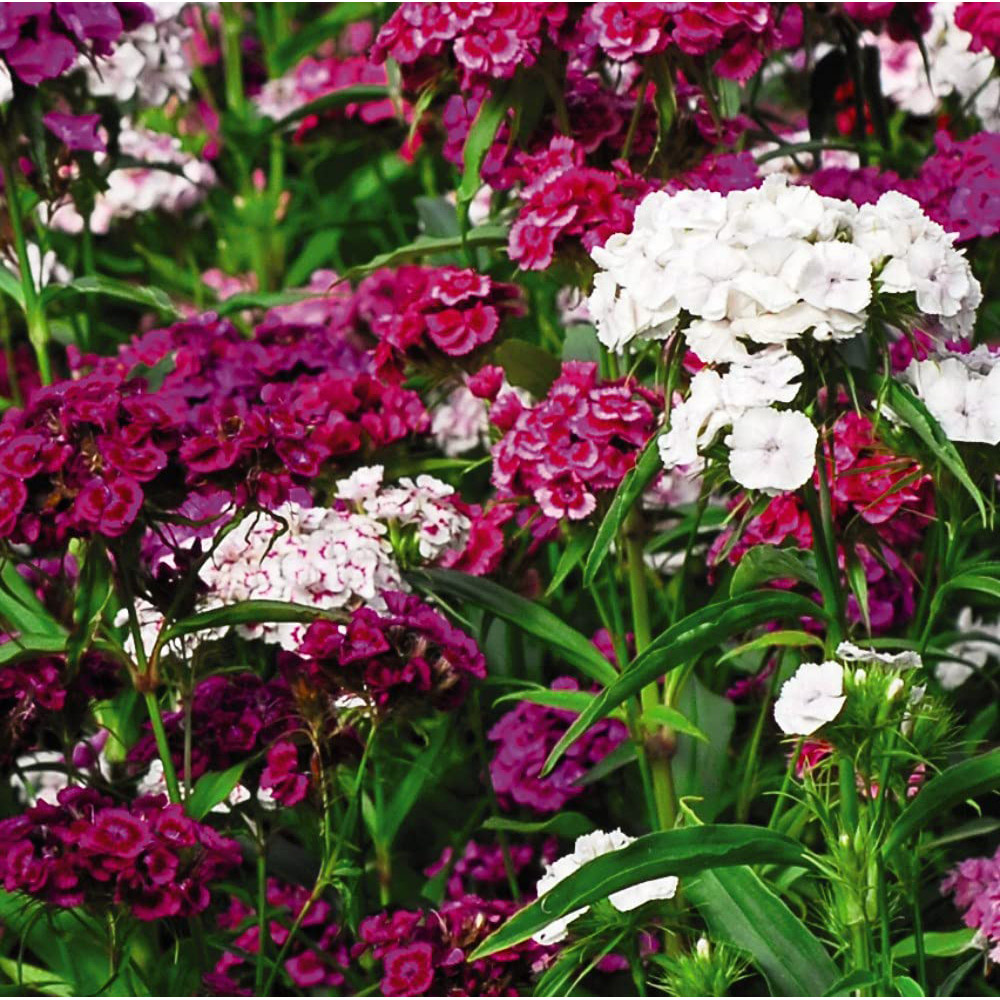 Thompson and Morgan Sweet William Dianthus Sweet Plant Plugs 6 Pack Image 4