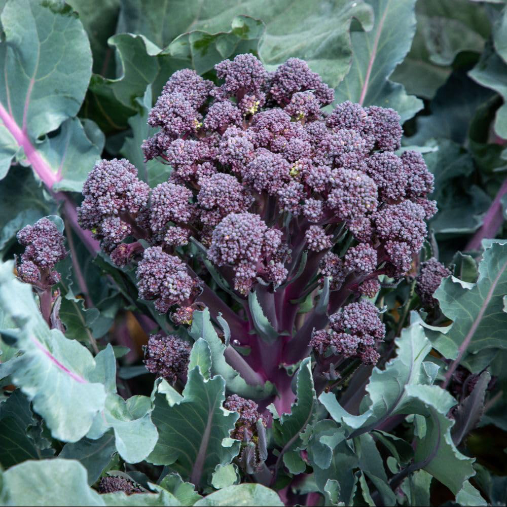 Thompson and Morgan Broccoli Stem Tyrian F1 Seeds Image 3