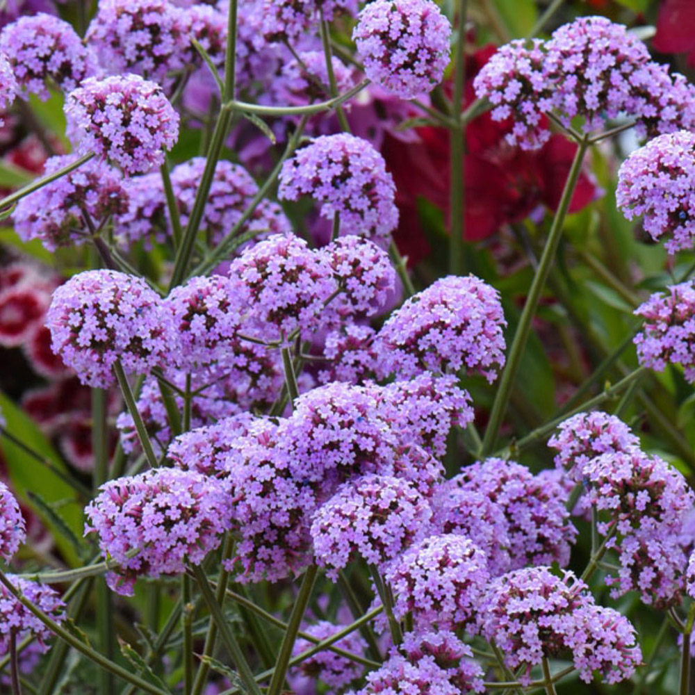Thompson and Morgan Verbena Bonariensis Potted Plant 1L Image 2
