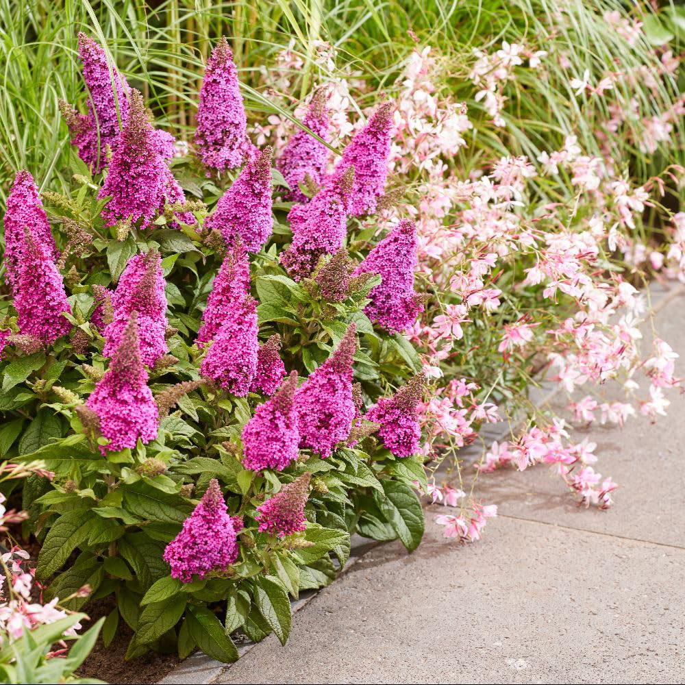 Thompson and Morgan Buddleja Butterfly Candy Little Cerise Plant Pot 3L Image 4