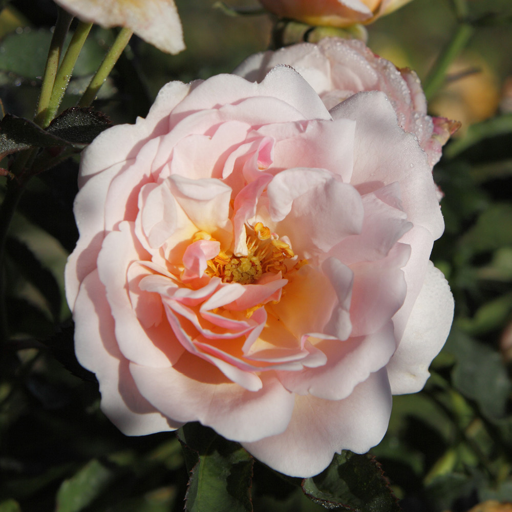 YouGarden Rose Felicia Bare Root Image 3