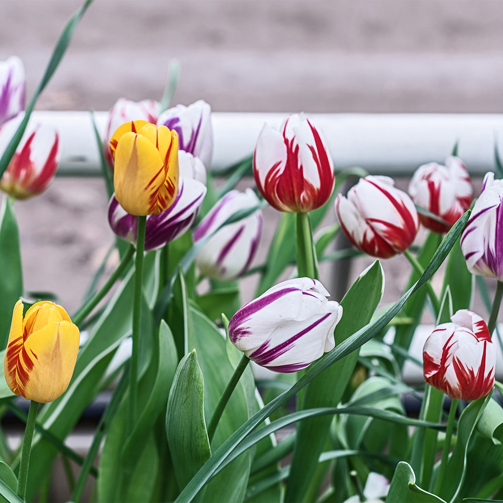 YouGarden Rembrandt Mix Tulip Planting Bulb 30 Pack Image 1