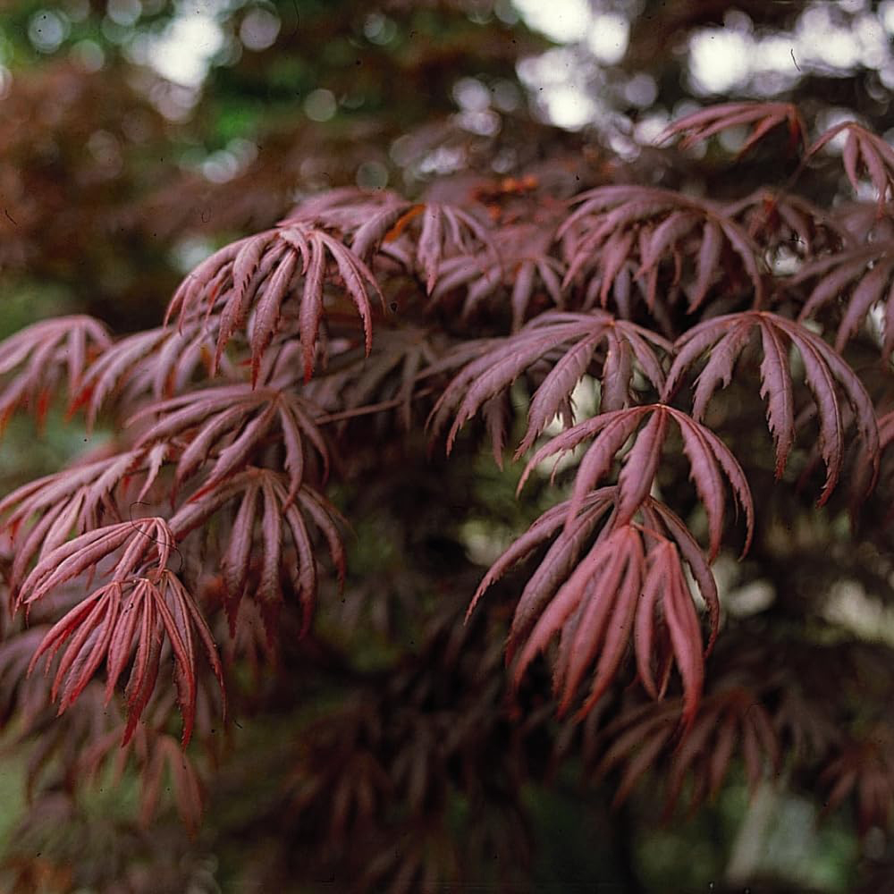 Thompson and Morgan Acer Palmatum Trompenburg Plant Pot 3L Image 1