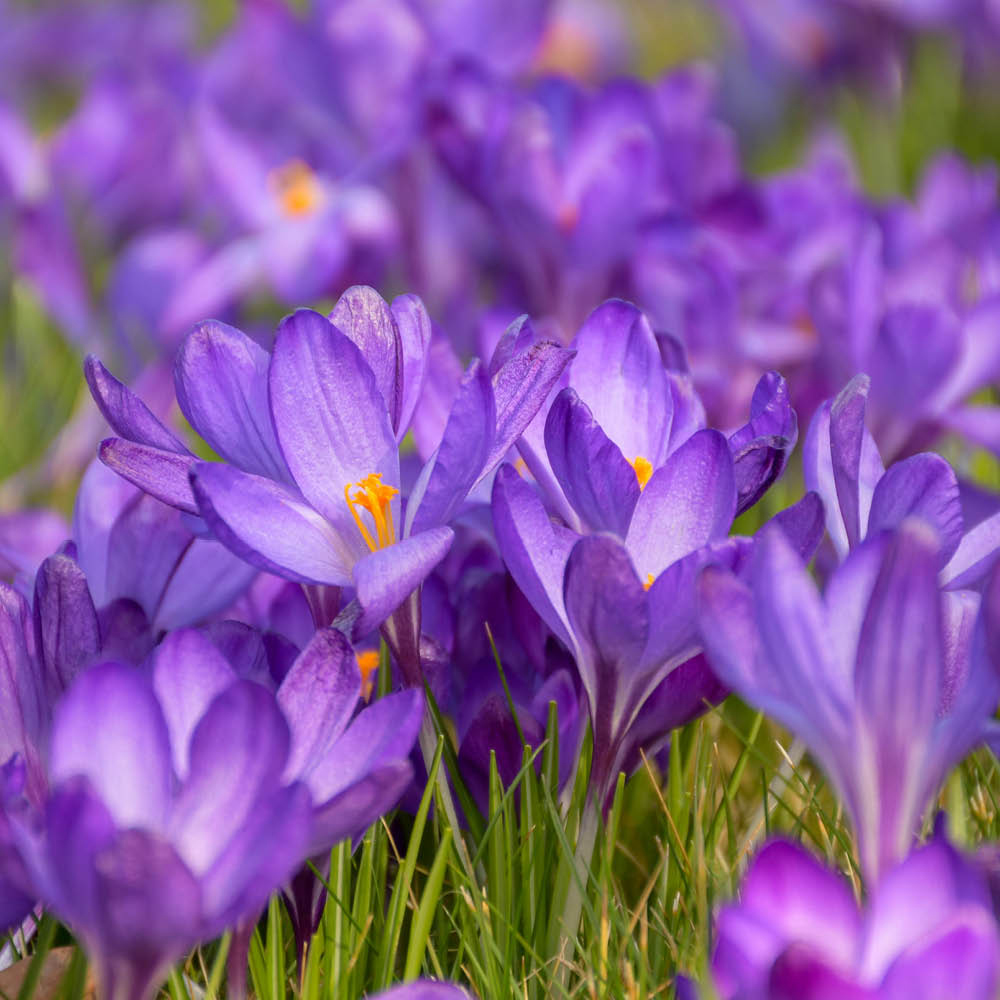 YouGarden First Spring Tulip and Crocus Mix Planting Bulb 48 Pack Image 3