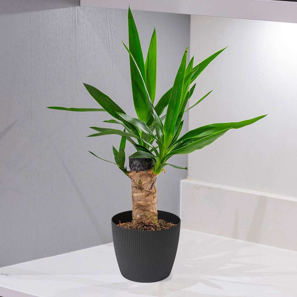 YouGarden Yucca with Black Recycled Pot Cover 14cm Image 1
