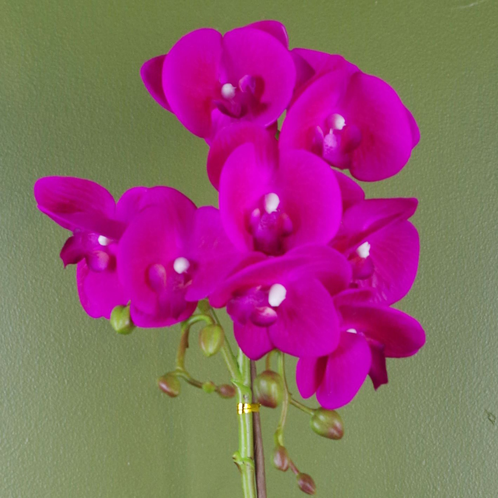 Botanik Dark Pink Phalaenopsis Orchid Artificial Plant in Silver Pot 50cm Image 3