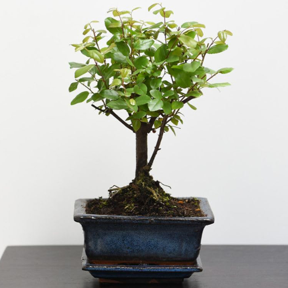 Thompson & Morgan Bonsai Sageretia with Ceramic Planter and Saucer 12cm 2 Pack Image 1