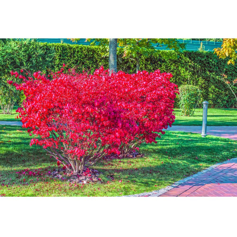 Thompson and Morgan Euonymus Alatus Winged Spindle Plant Pot 9cm 2 Pack Image 4