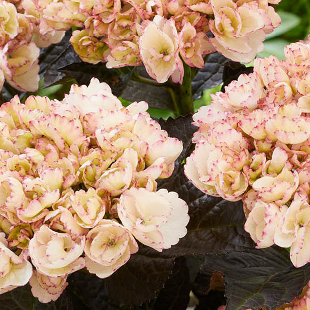YouGarden Hydrangea Black Diamonds Midnight Pearl Plant in Pot Image 2
