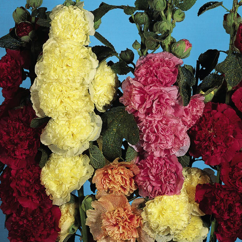 Thompson and Morgan Hollyhock Alcea Chaters Double Mixed Plant Pot 1L 3 Pack Image 2