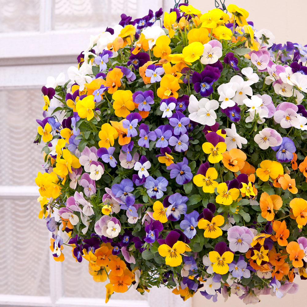 YouGarden Viola Teardrops Garden Ready Plant 20 Pack Image 2