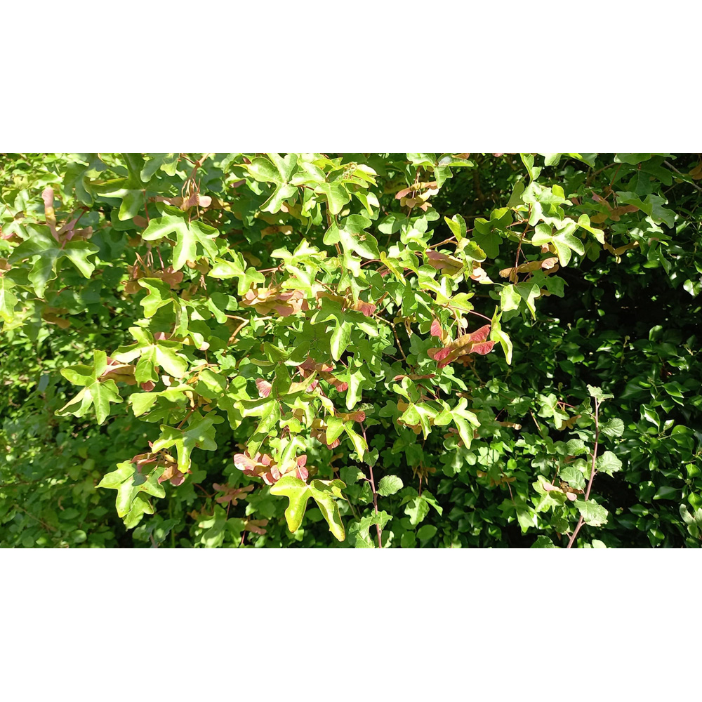 Inspirational Gifting Field Maple Bare Root Hedge Plant Saplings 3-4ft 20 Pack Image 5