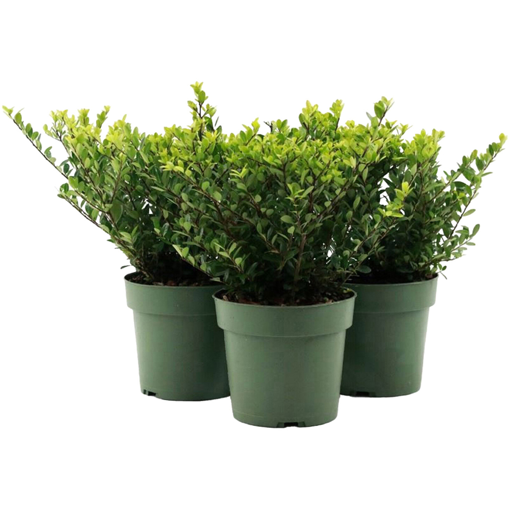 Ilex Crenata Jenny Decorative Shrub Image