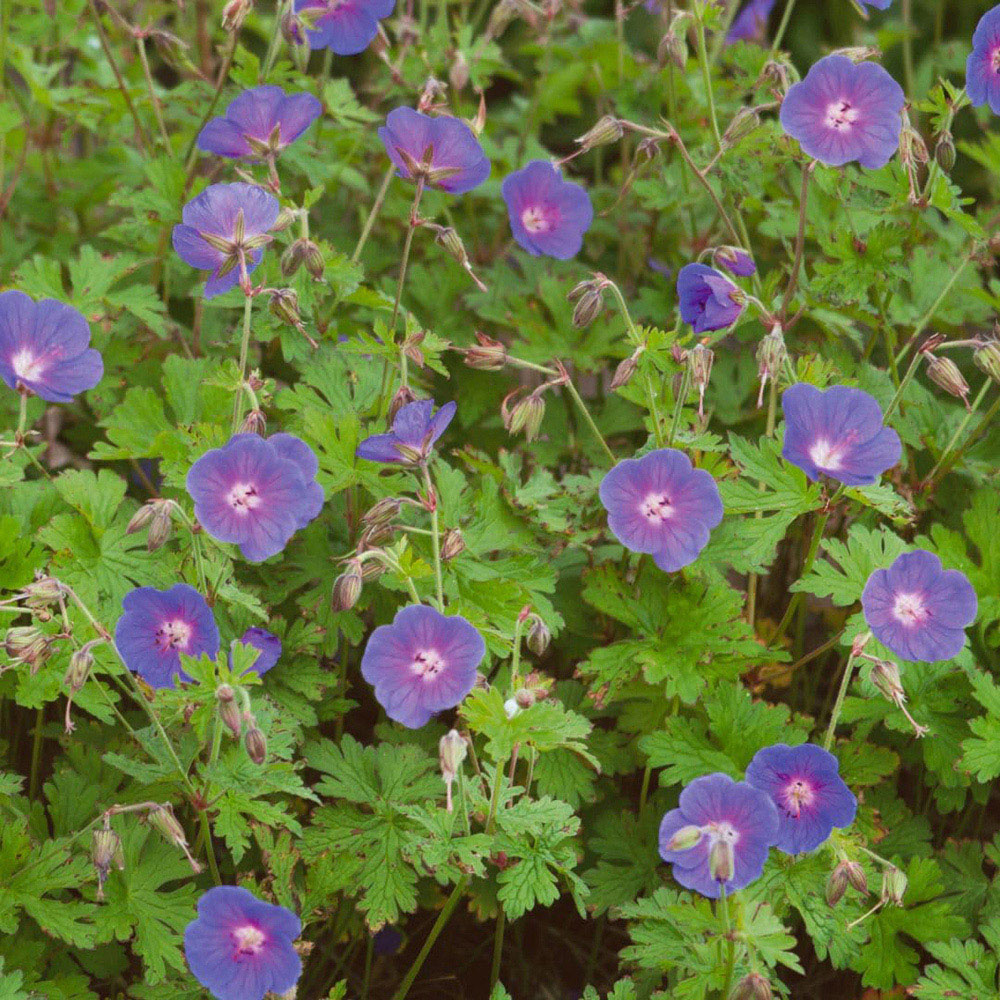 Thompson and Morgan Geranium Himalayense Gravetye Plant Pot 9cm 2 Pack Image 2