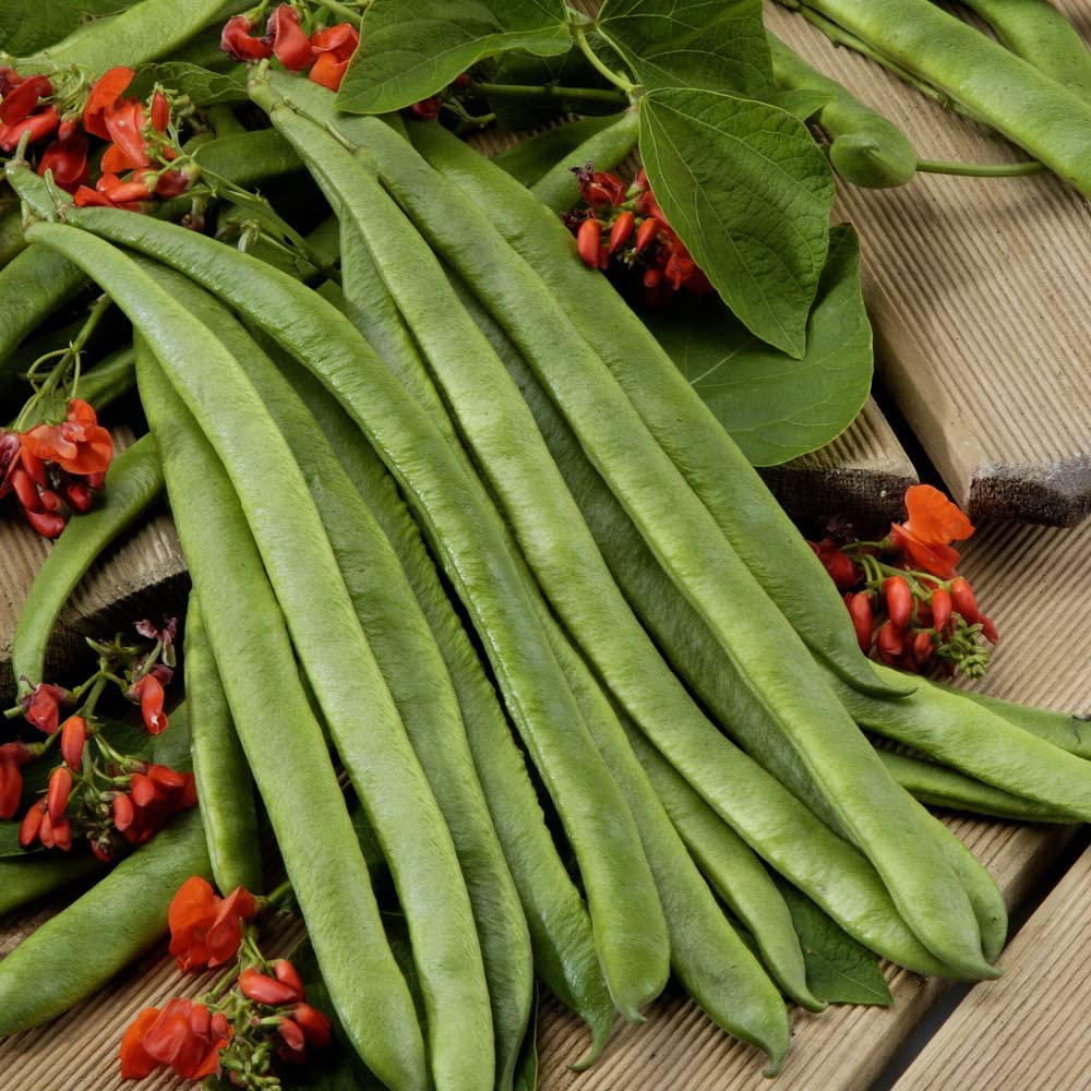 Thompson and Morgan Bean Runner Scarlet Empire Multi Sown Garden Ready Plant 15 Pack Image 1