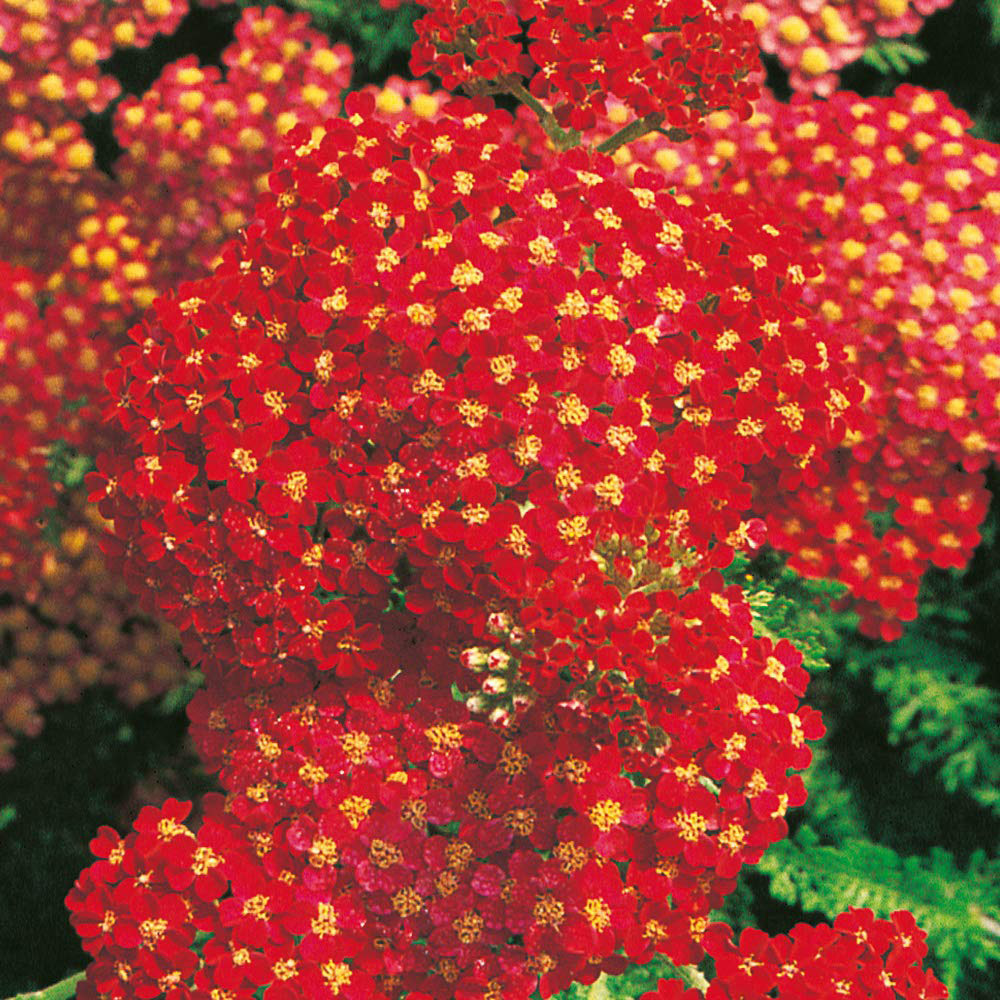Thompson and Morgan Achillea Millefolium Paprika Plant Pot 3L 2 Pack Image 2