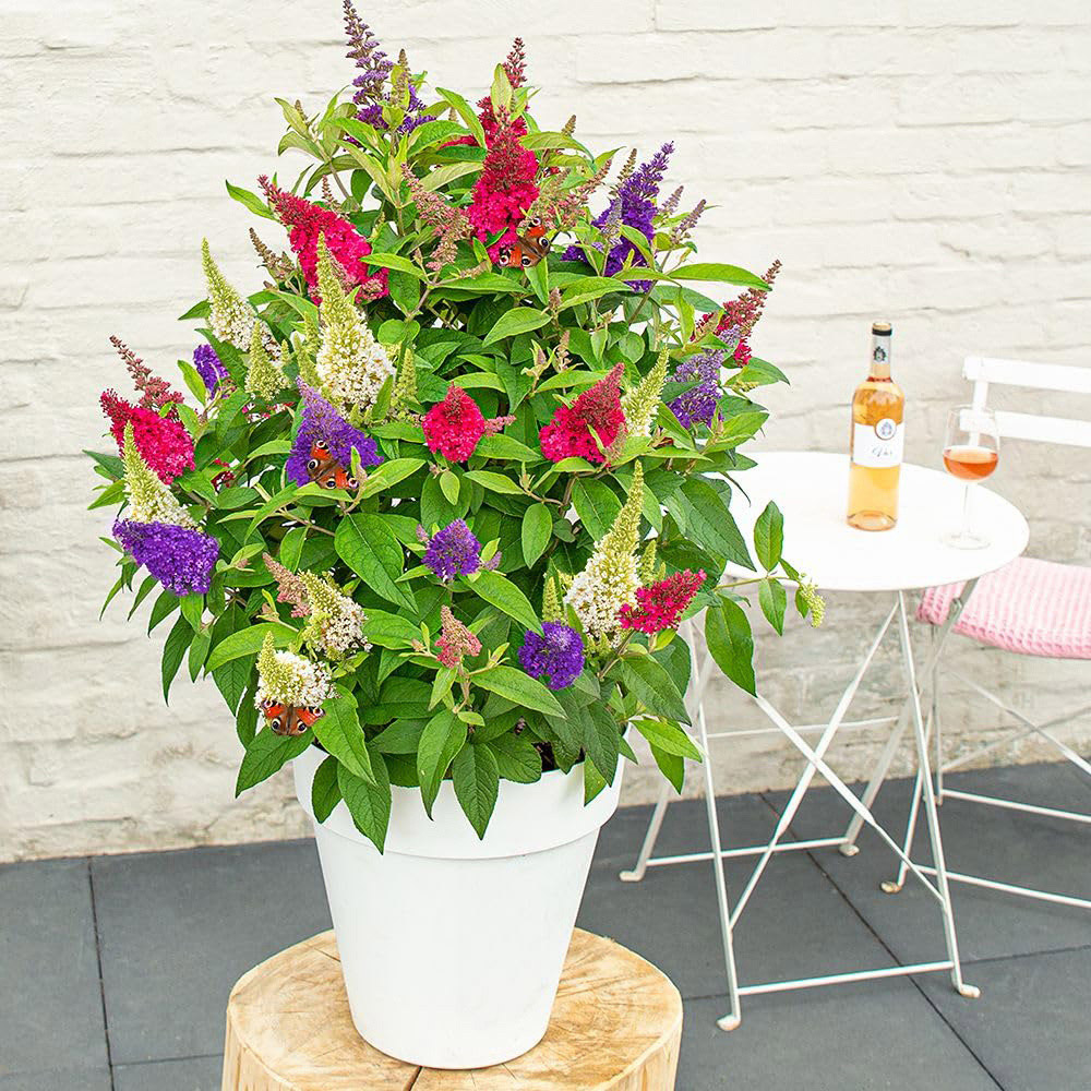 Thompson and Morgan Buddleja Butterfly Candy Festival Plant Pot 3L 2 Pack Image 2