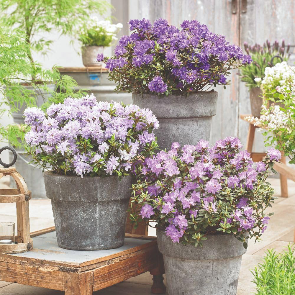 Thompson and Morgan Rhododendron Gristede Plant in Pot 3L Image 2