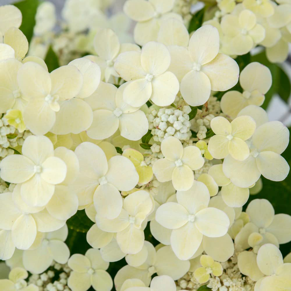 Thompson and Morgan Hydrangea Paniculata Polestar Ophelia Plant Pot 3L 2 Pack Image 4