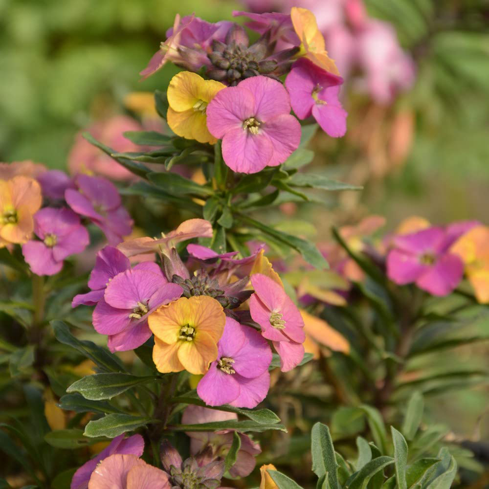 Thompson & Morgan Erysimum Wallflower Artist Paintbox Jumbo Plant Plug 3 Pack Image 4