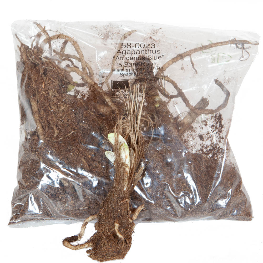 YouGarden Agapanthus Africanus Blue Bare Root 5 Pack Image 3