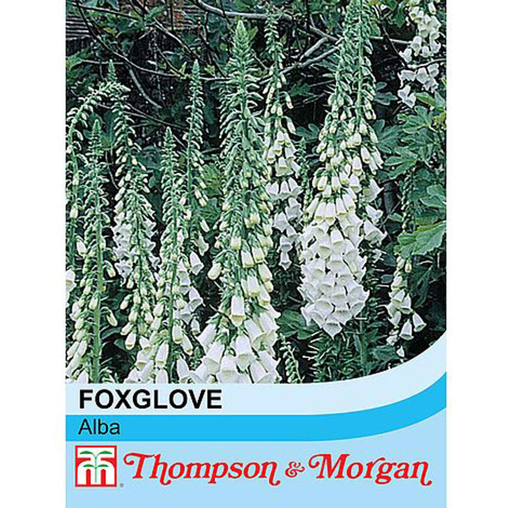 Thompson & Morgan Foxglove Alba Seeds Image 2