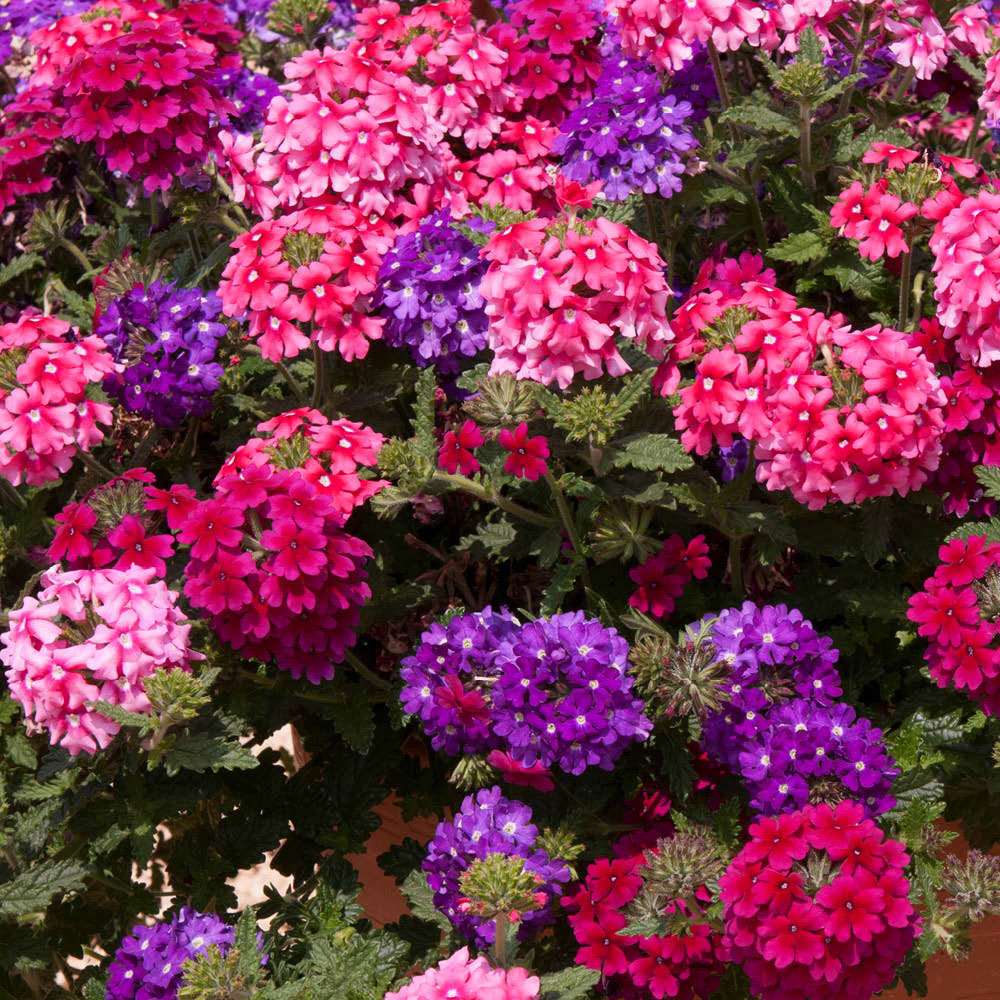 YouGarden Preplanted Trixi Wild Berries Patio Pot 32cm 2 Pack Image 1