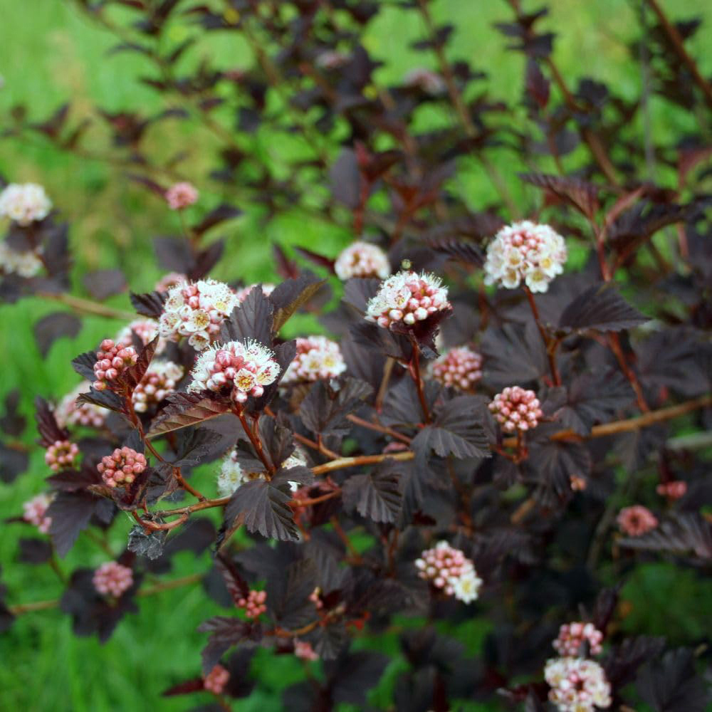 Thompson and Morgan Physocarpus Opulifolius Diabolo Plant Pot 9cm 3 Pack Image 1