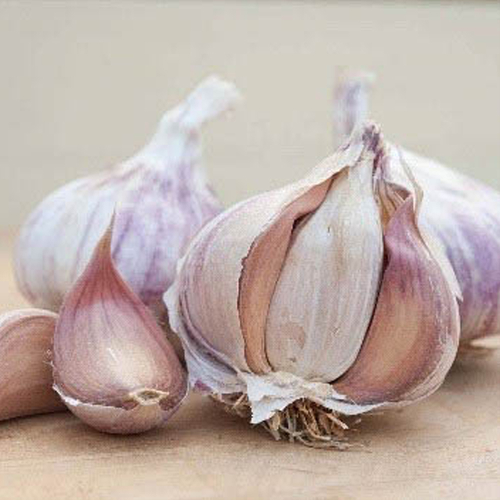 wilko Germidour Pink Garlic Bulbs 2 Pack Image 2