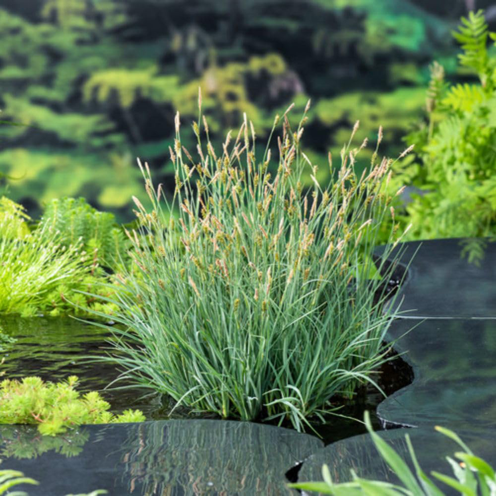Thompson and Morgan Carex Panacea Plant Pot 9cm Image 5