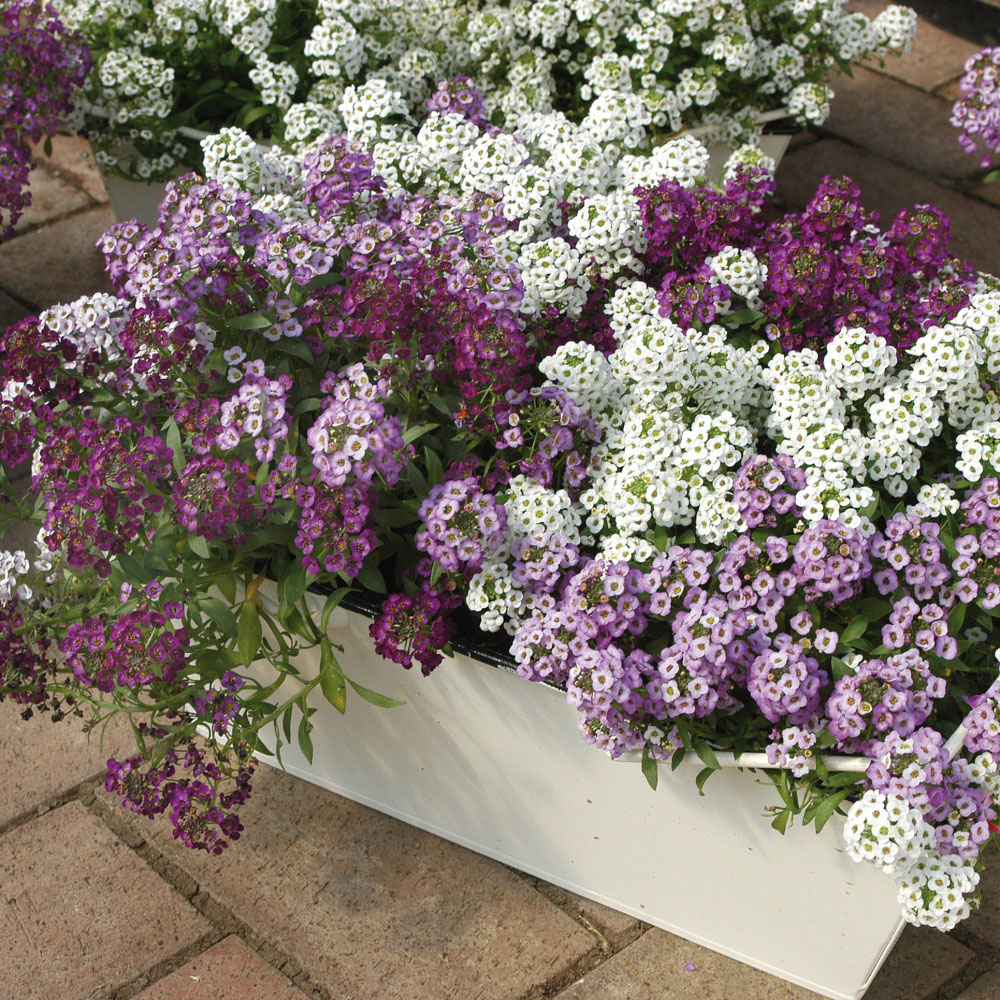 Thompson and Morgan Alyssum Clear Crystal Mixed Garden Ready Plant 30 Pack Image 3