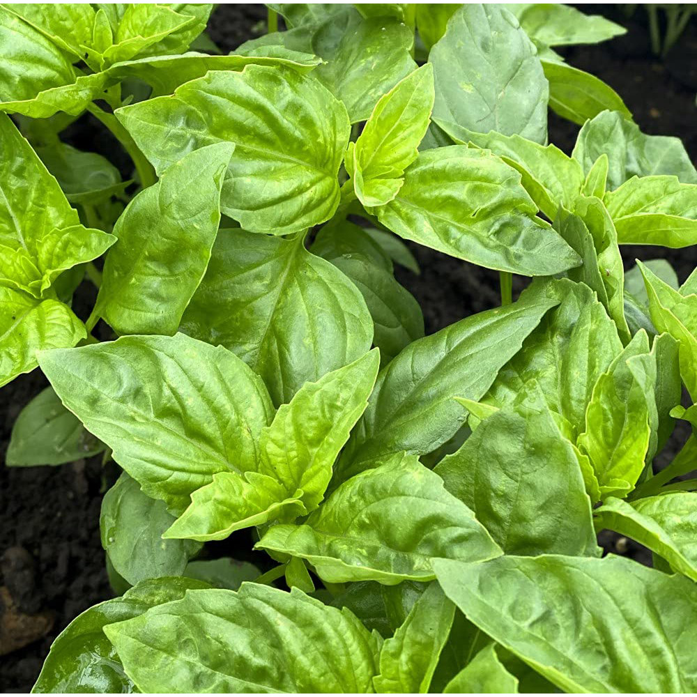 Thompson and Morgan Herb Basil Devotion Seeds Image 3