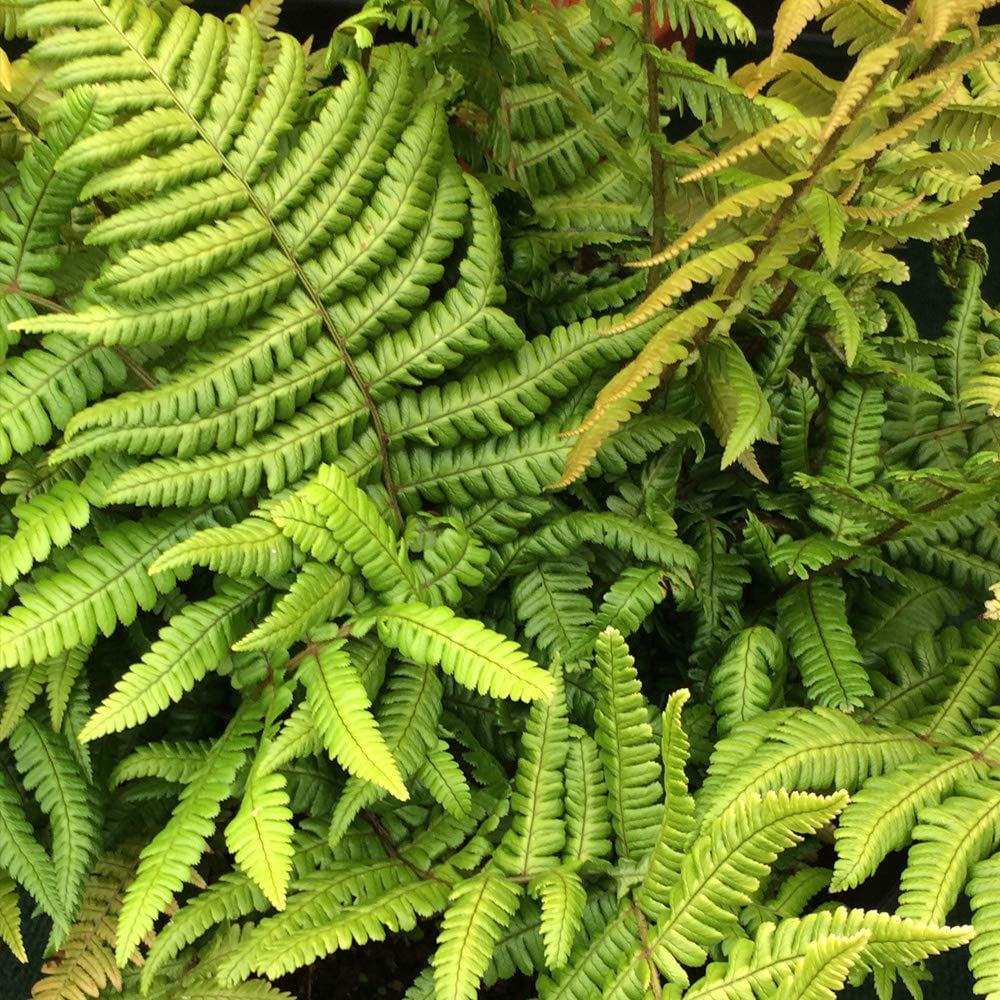 Thompson and Morgan Fern Dryopteris Jurassic Gold Plant Pot 9cm 2 Pack Image 1