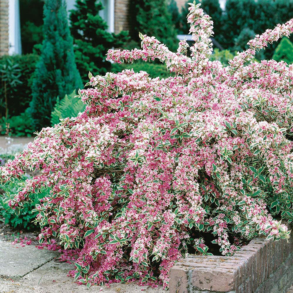 Thompson and Morgan Weigela Florida Variegata Plant Pot 9cm 2 Pack Image 3
